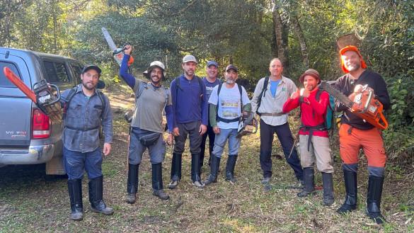 “É preciso combater a invasão de pinus, árvore exótica, nos parques estaduais do Paraná”, alerta deputado Goura (PDT)