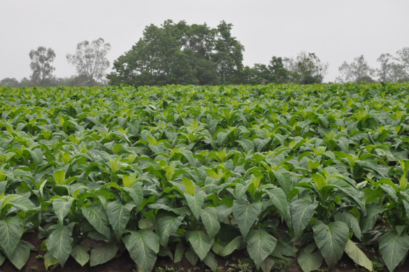 Projeto de lei transfere local de classificação da produção de fumo