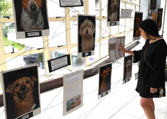 Cães abandonados e poder da adoção são retratados em exposição realizada pela Assembleia Legislativa do Paraná