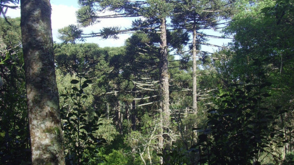 Aprovado o reconhecimento da erva-mate sombreada como Patrimônio Cultural Imaterial do Paraná