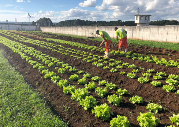 Como aumentar a produção de orgânicos no Paraná? Assembleia debate o tema