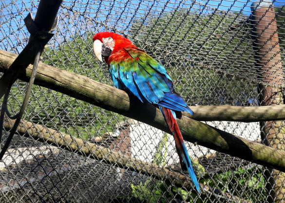 A regulamentação de criação de animais da fauna nativa, exótica e doméstica é tema de projeto de lei na Assembleia Legislativa