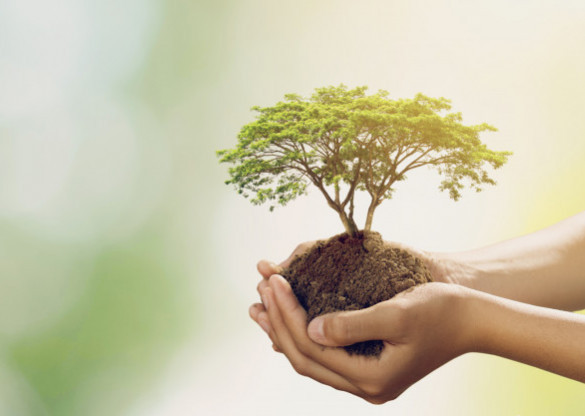 Promoção da preservação do meio ambiente é reforçada durante o mês de junho