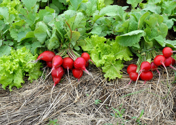 Política estadual de agroecologia será debatida em audiência pública