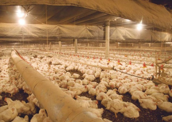 Articulação dos deputados e recursos da Assembleia Legislativa garantem Tarifa Rural Noturna até 2022