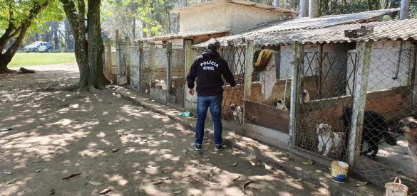 Audiência pública na Alep debate regras para comércio de cães e gatos no Paraná
